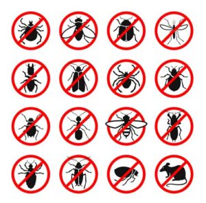 انواع الحشرات بمنطقة الرياض